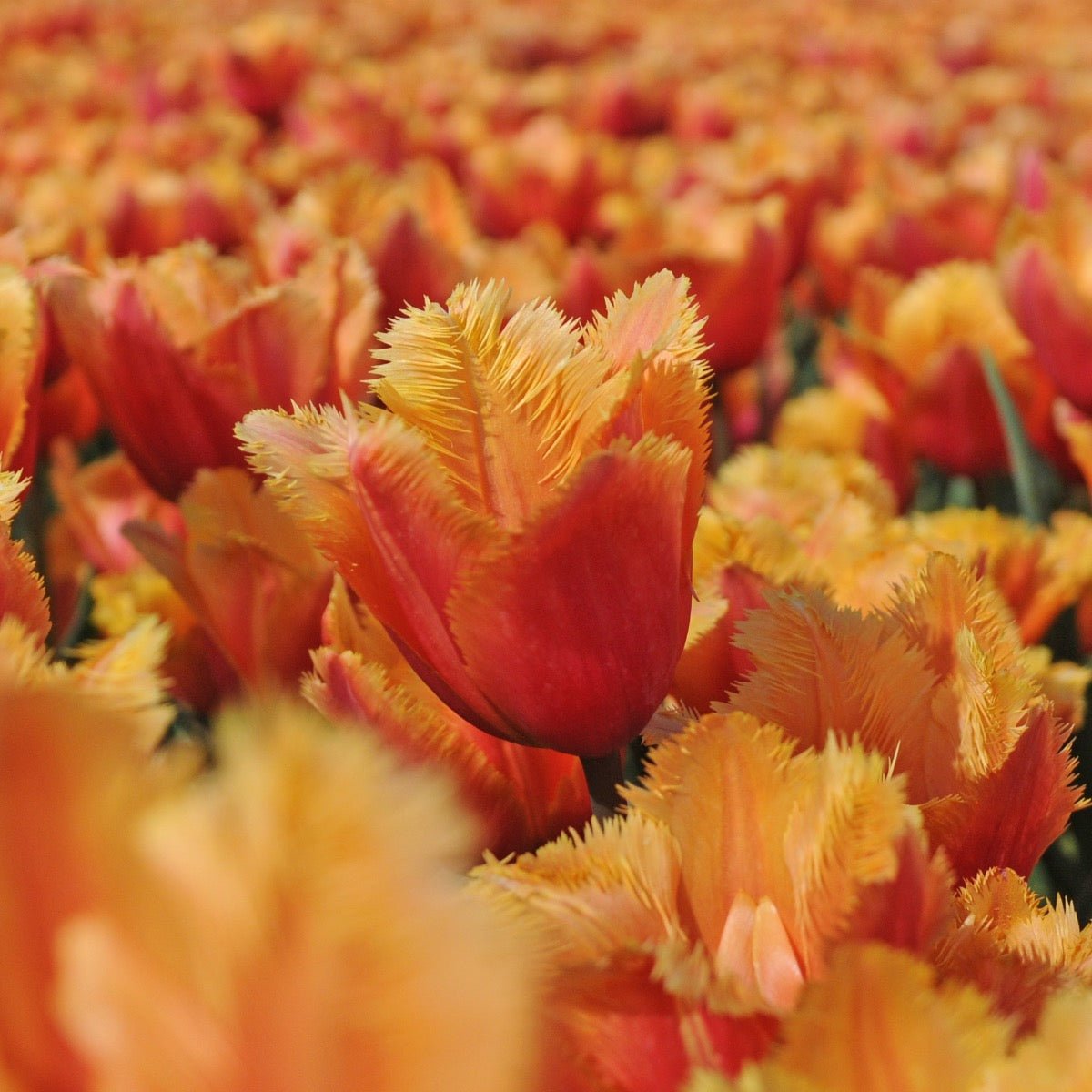 Lambada - Tulips - Fluwel