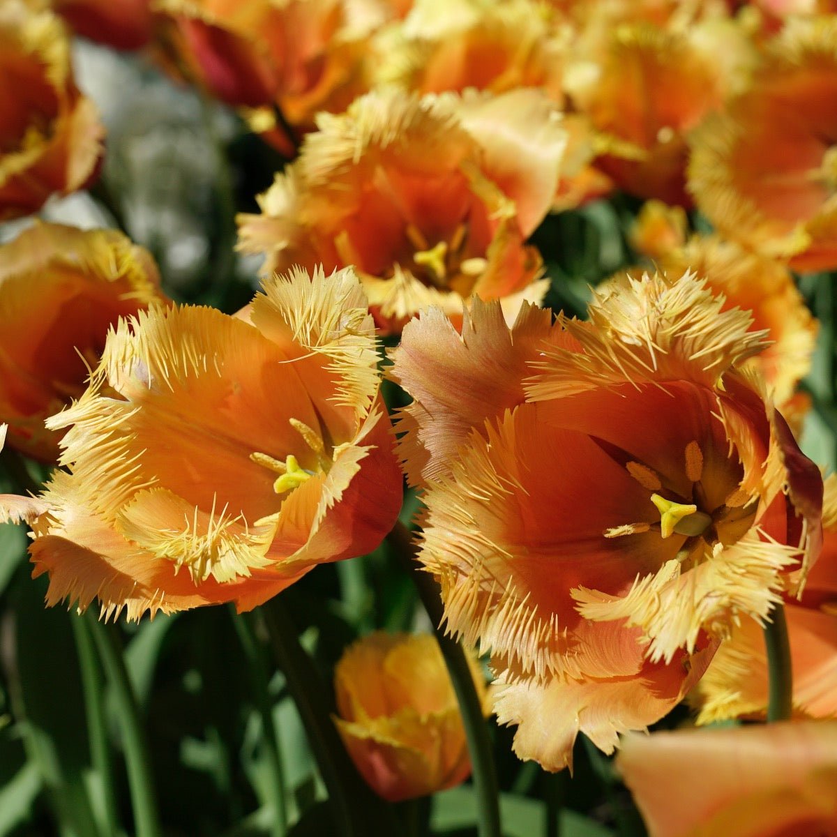 Lambada - Tulips - Fluwel