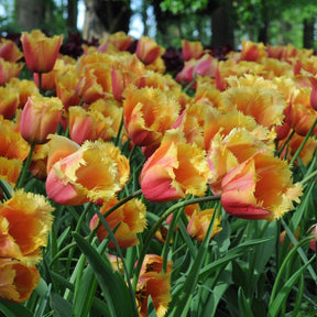 Lambada - Tulips - Fluwel