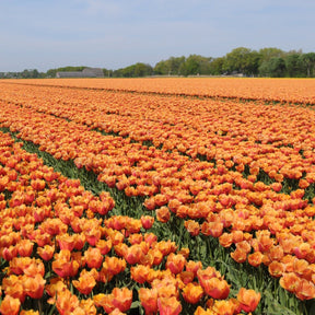 Lambada - Tulips - Fluwel