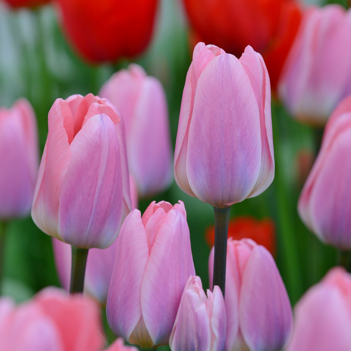 Light and Dreamy - Tulips - Fluwel