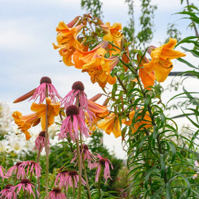 Lilium African Queen - Lilies - Fluwel