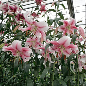 Lilium Anastasia - Lilies - Fluwel