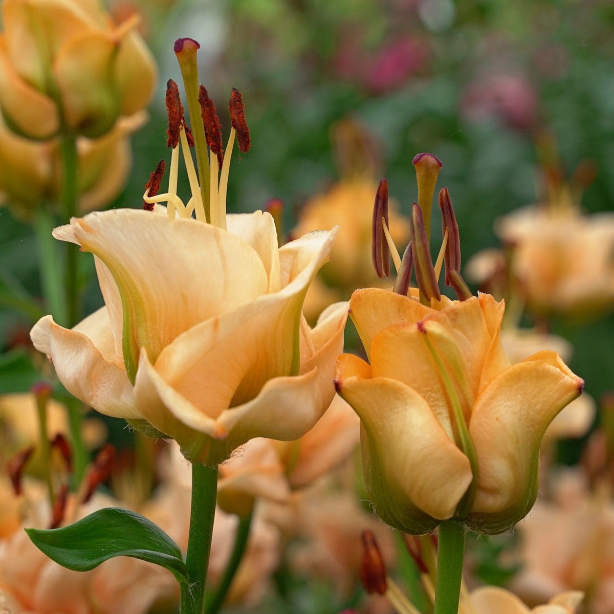 Lilium Apricot Fudge - Lilies - Fluwel