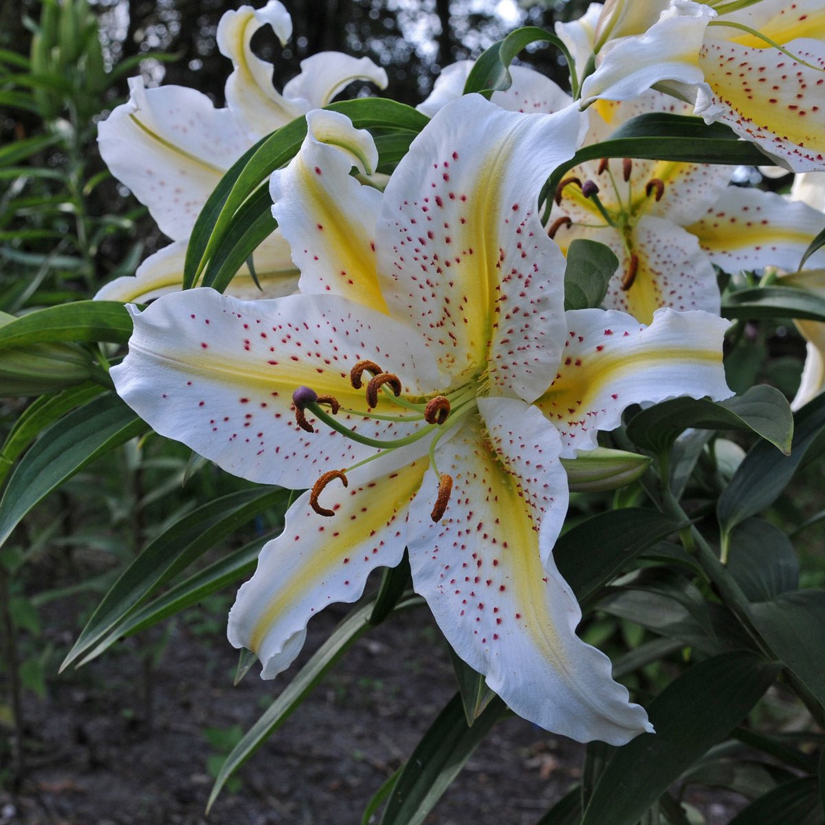 Lilium Auratum - meerkleurige lelie - Fluwel