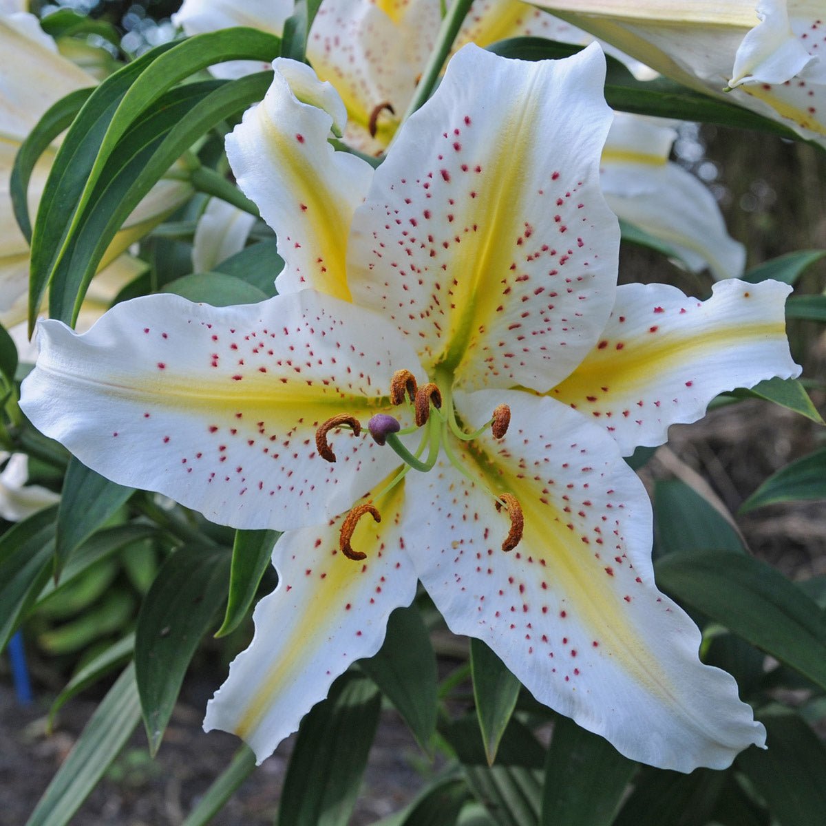 Lilium Auratum - Lilies - Fluwel