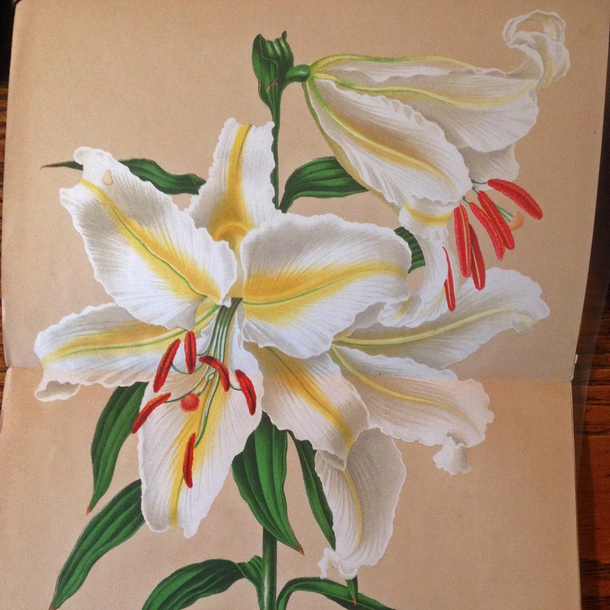 Lilium Auratum - meerkleurige lelie - Fluwel