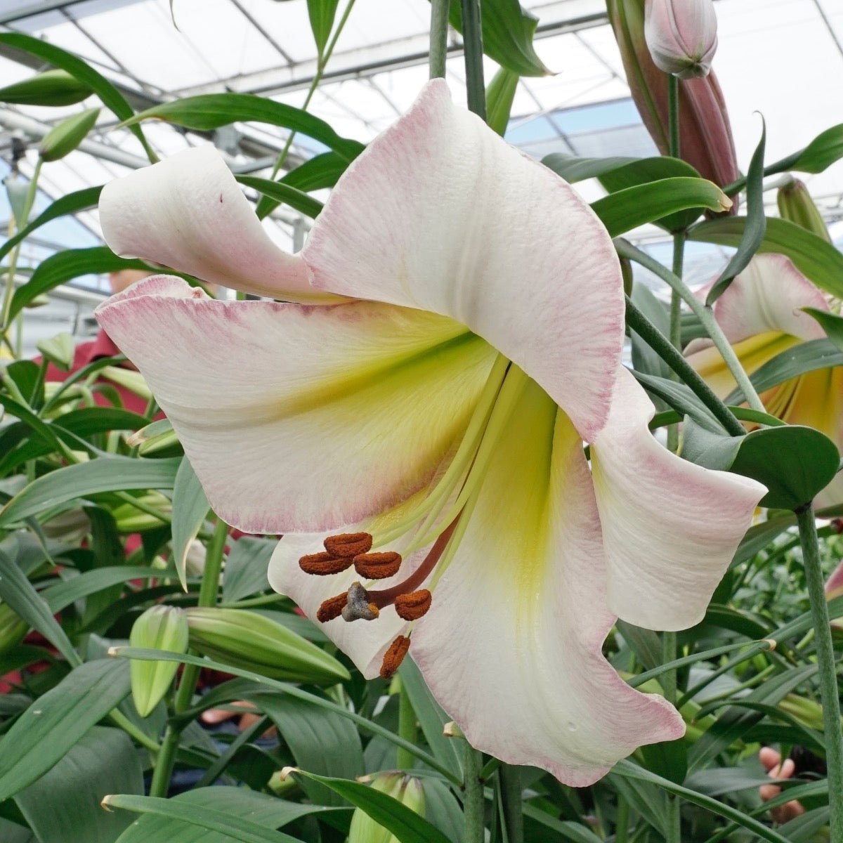 Lilium Beijing Moon - meerkleurige lelie - Fluwel