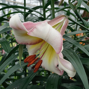 Lilium Beijing Moon - Lilies - Fluwel