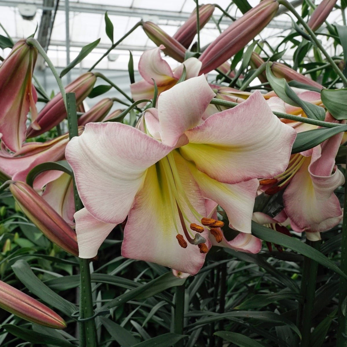 Lilium Beijing Moon - meerkleurige lelie - Fluwel