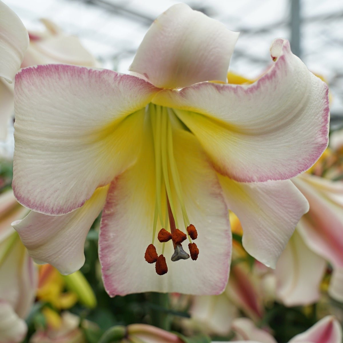 Lilium Beijing Moon - meerkleurige lelie - Fluwel