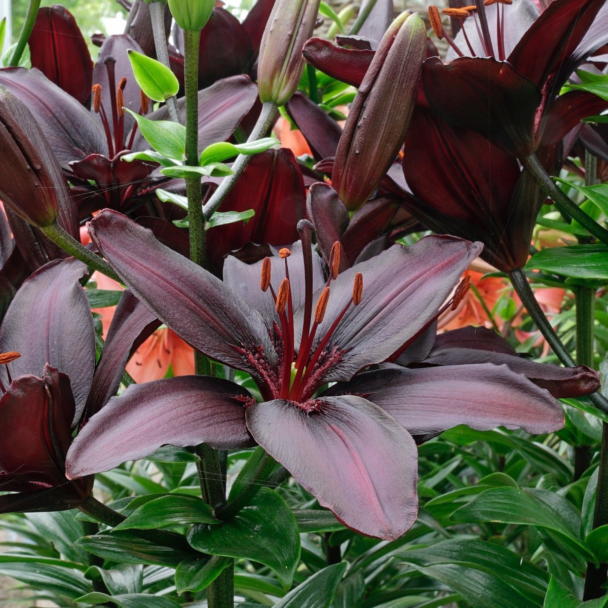 Lilium Blackstone - zwarte lelie - Fluwel