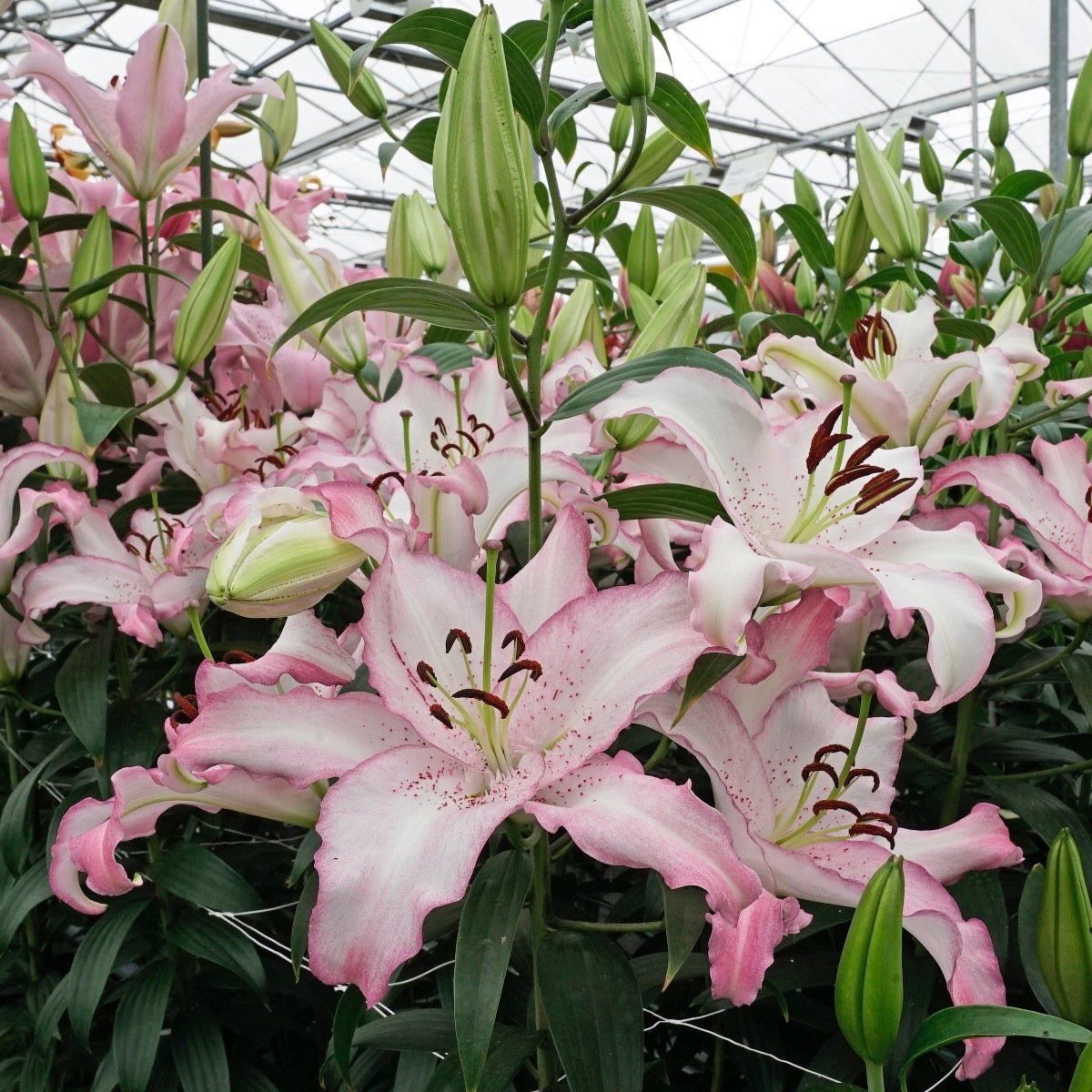 Lilium Brasilia - Lilies - Fluwel