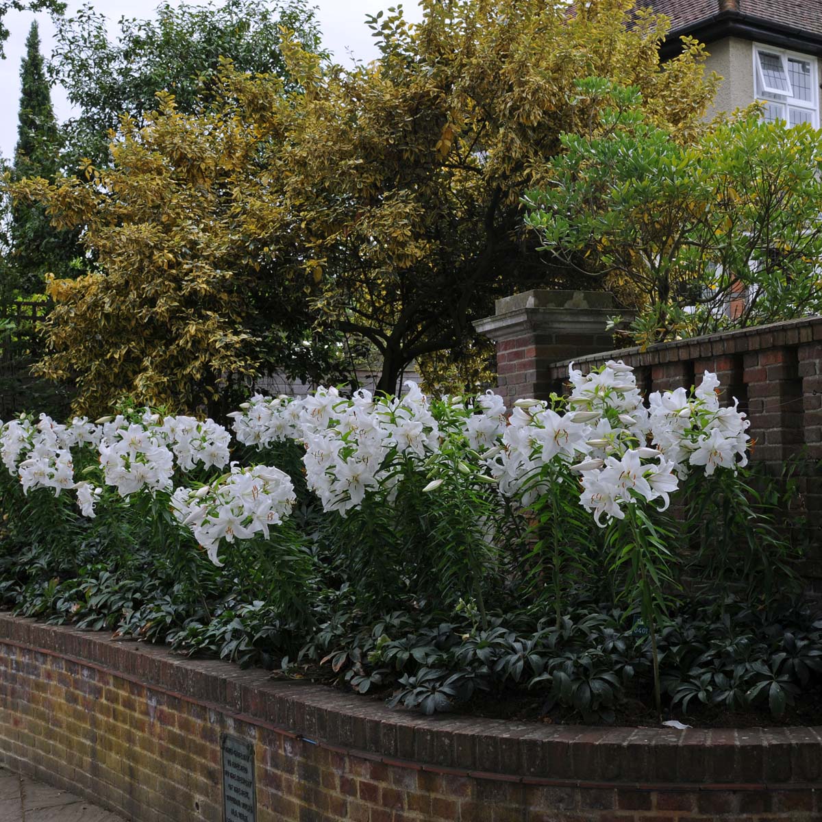 Lilium Casa Blanca - witte lelie - Fluwel