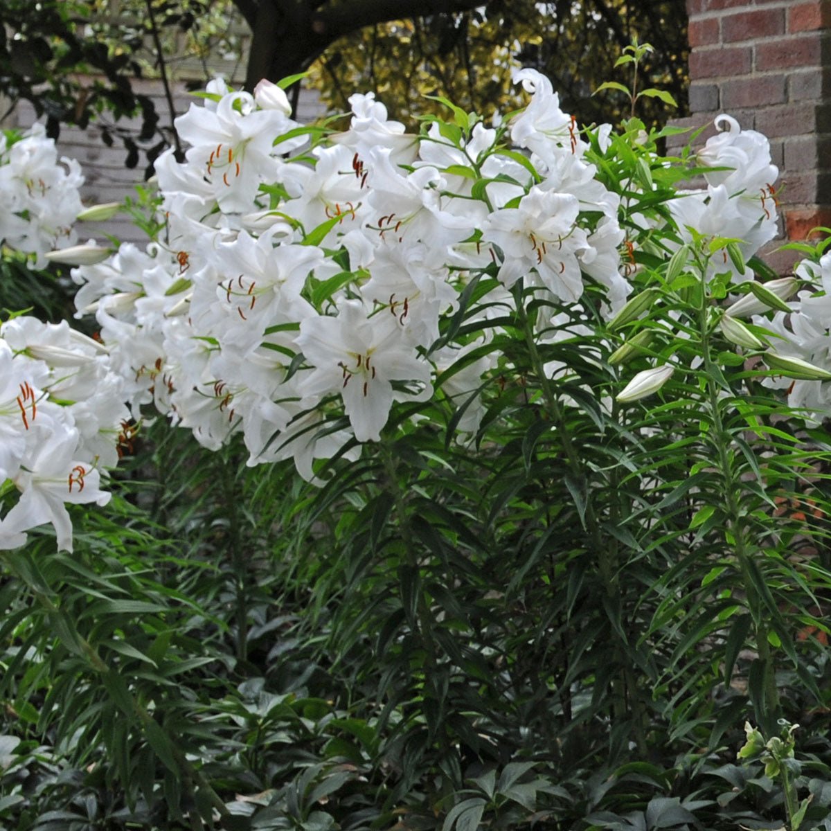 Lilium Casa Blanca - witte lelie - Fluwel