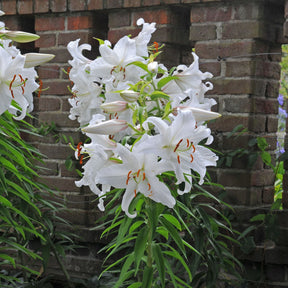 Lilium Casa Blanca - Lilies - Fluwel