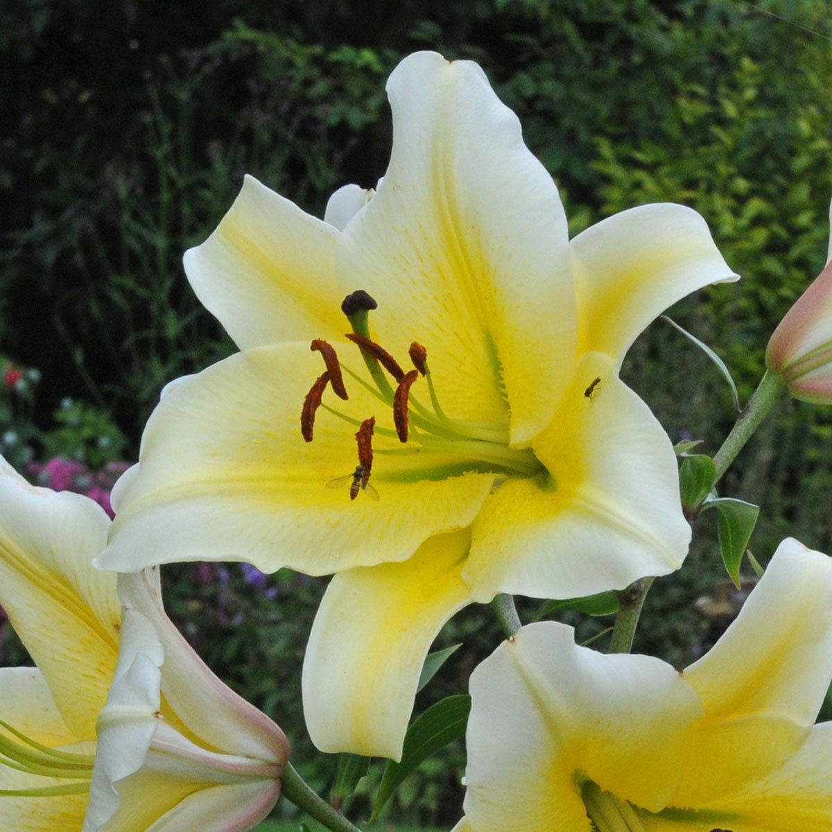 Lilium Conca d'Or - Lilies - Fluwel
