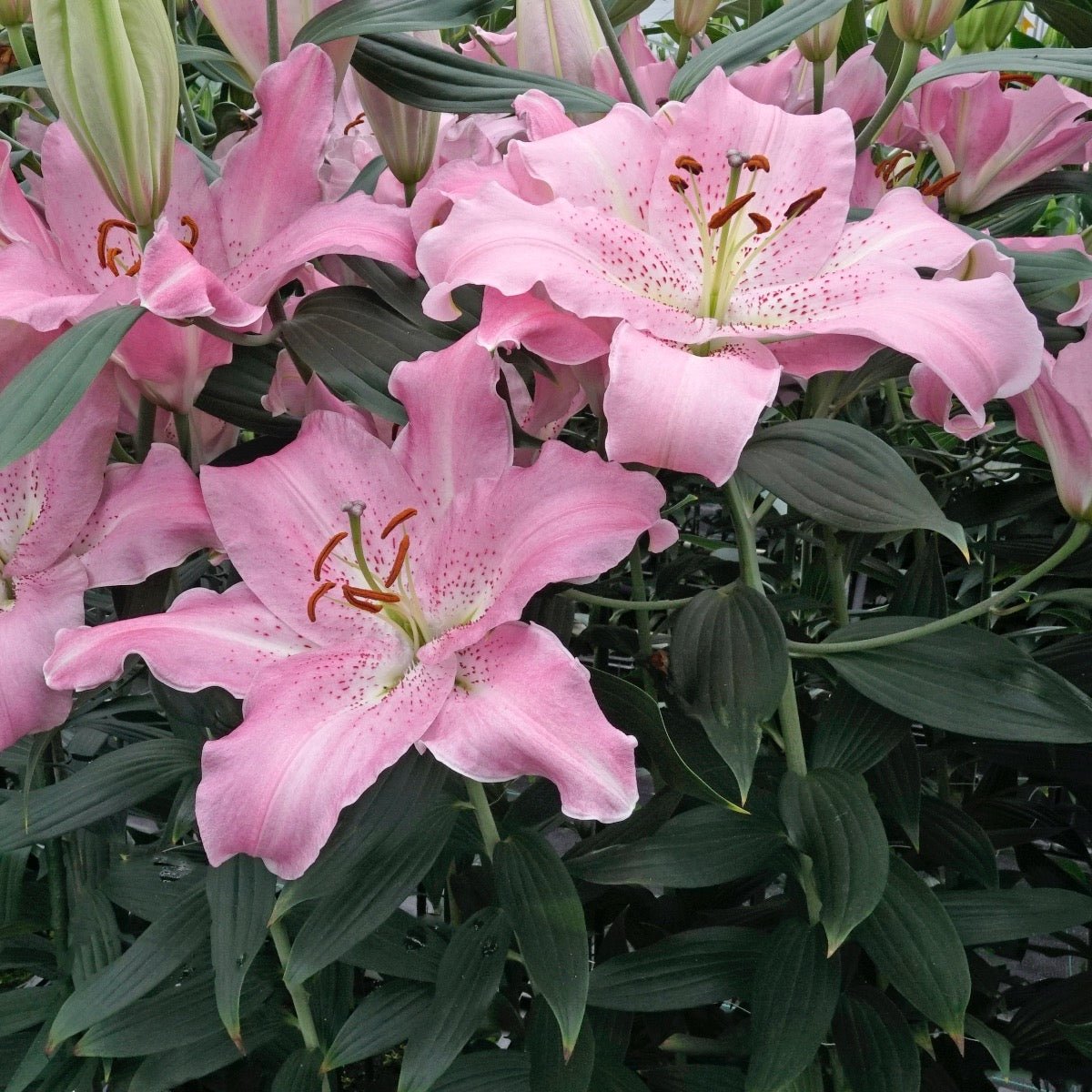 Lilium Josephine - roze lelie - Fluwel