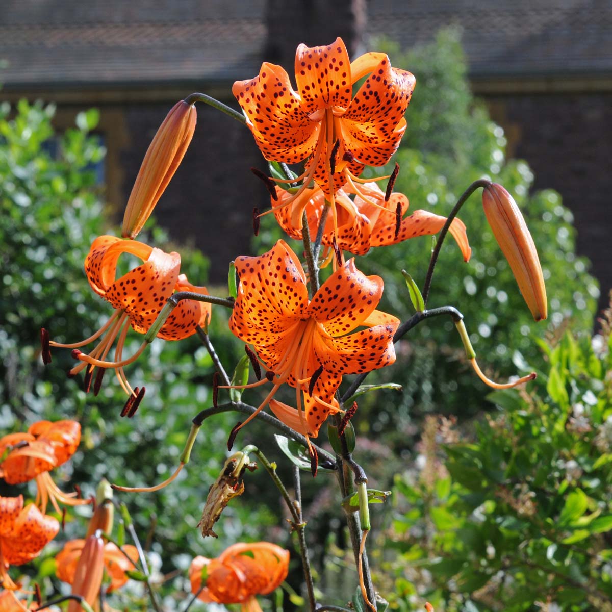 Lilium lancifolium (tigrinum) - oranje lelie - Fluwel