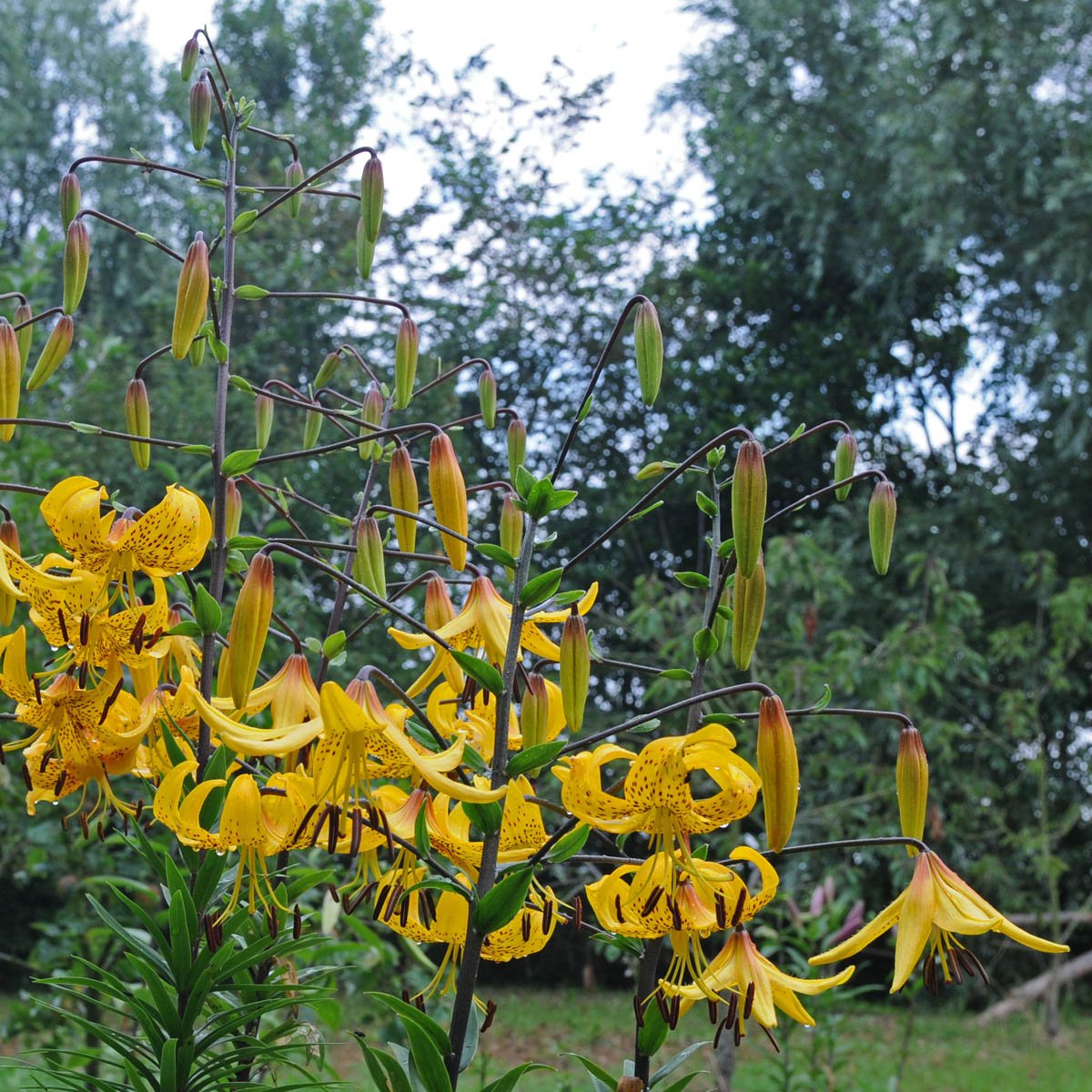 Lilium Leichtlinii - Lilies - Fluwel