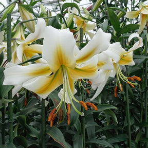 Lilium Mister Pistache - Lilies - Fluwel