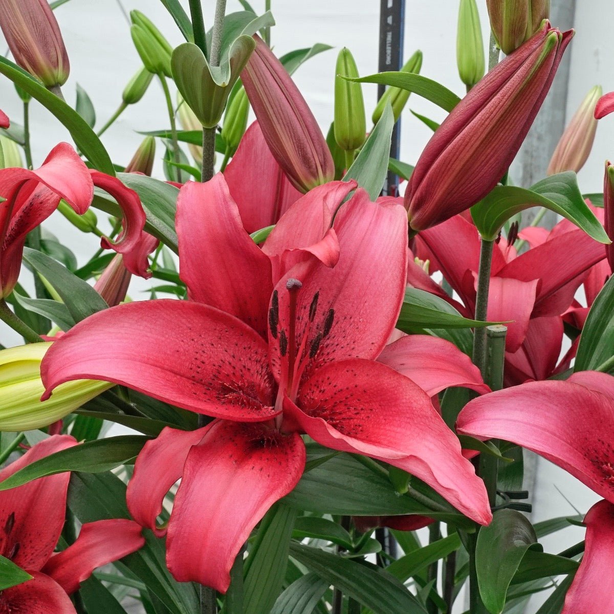 Lilium November Rain (OAO) - Lilies - Fluwel