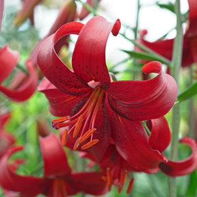 Lilium Red Velvet - Lilies - Fluwel