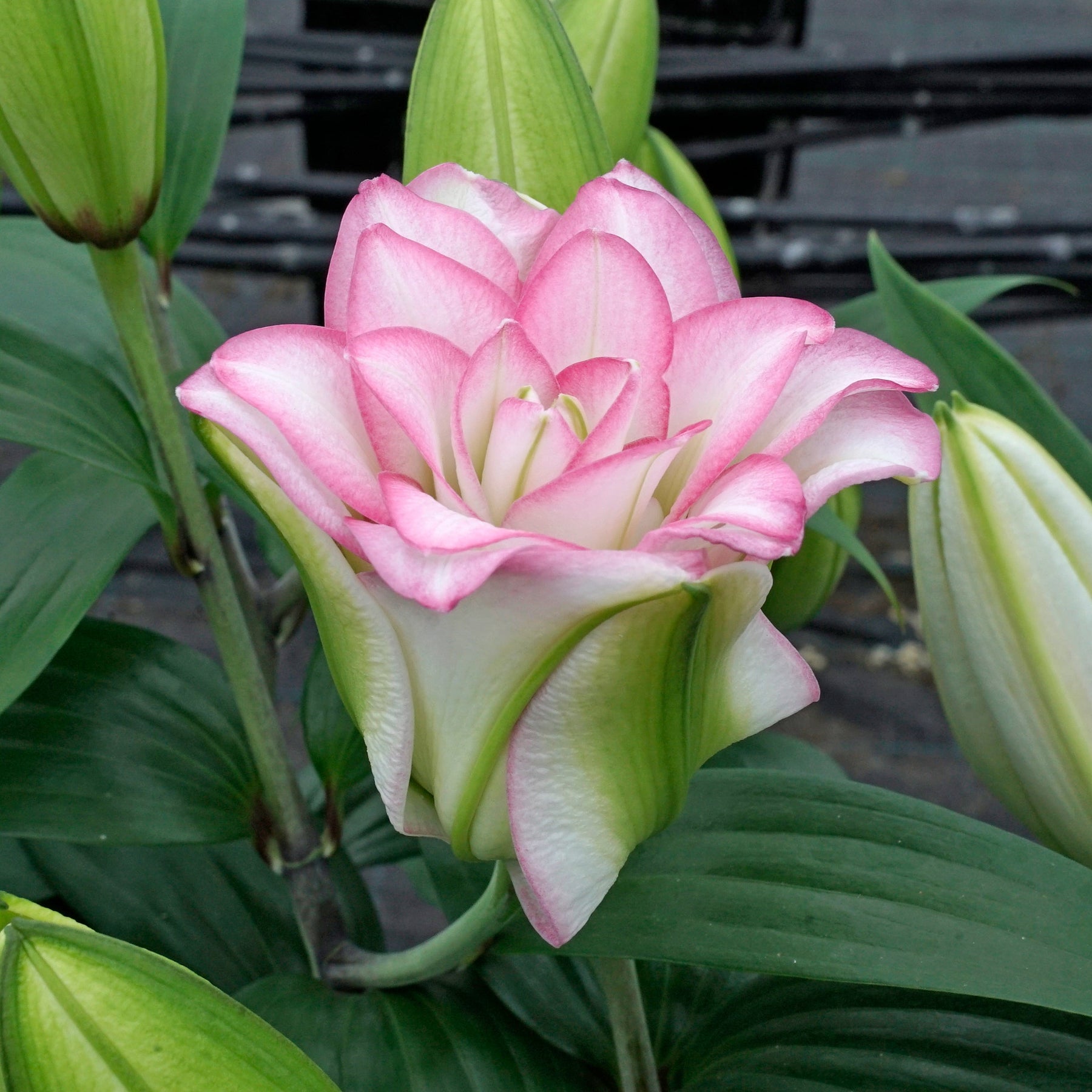 Lilium Roselily Anouska - Lilies - Fluwel