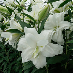 Lilium Roselily Dejima - Lilies - Fluwel