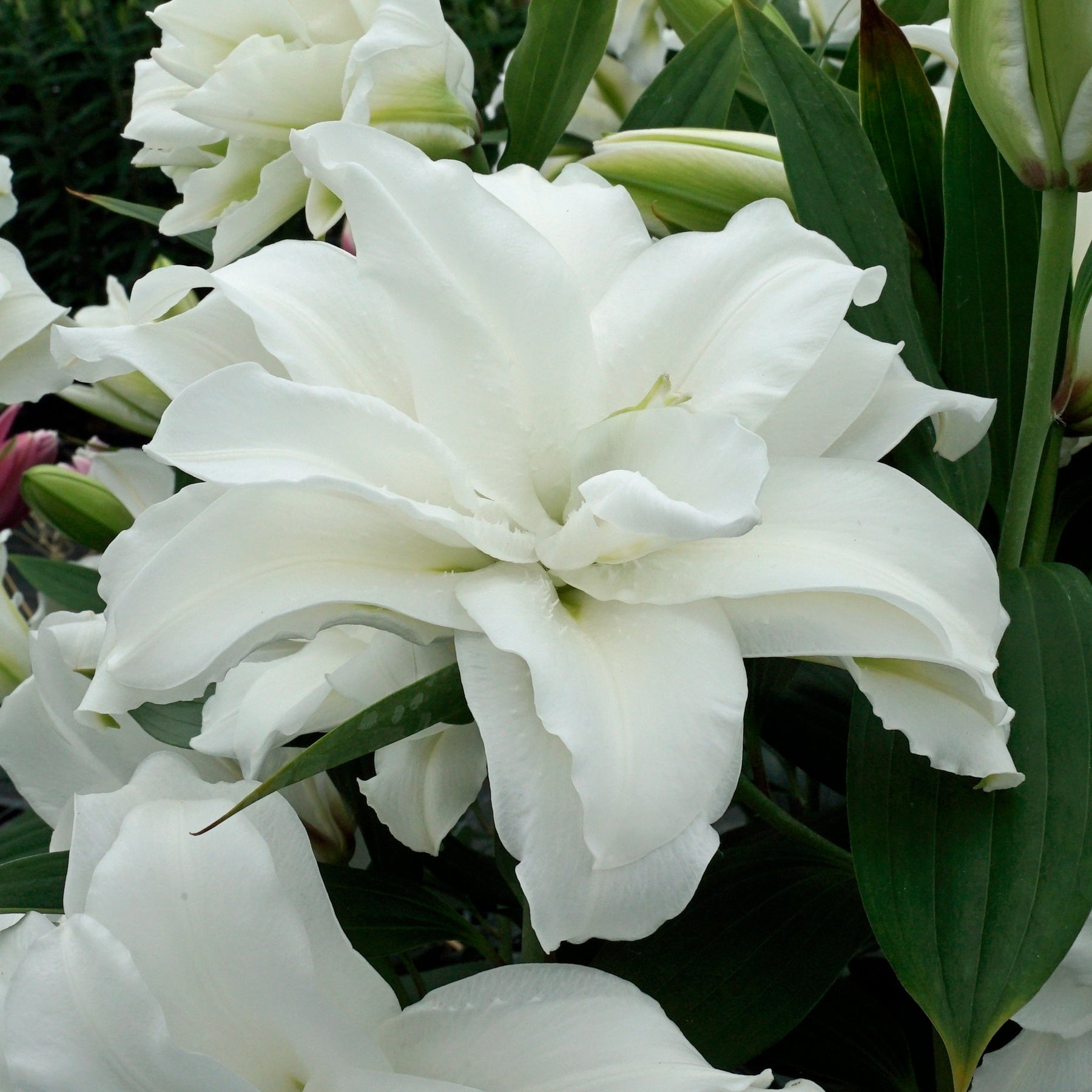 Lilium Roselily Dejima - Lilies - Fluwel