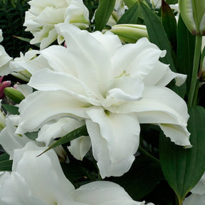 Lilium Roselily Dejima - Lilies - Fluwel