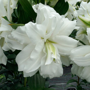 Lilium Roselily Dejima - Lilies - Fluwel