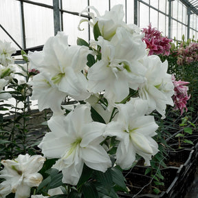 Lilium Roselily Dejima - Lilies - Fluwel