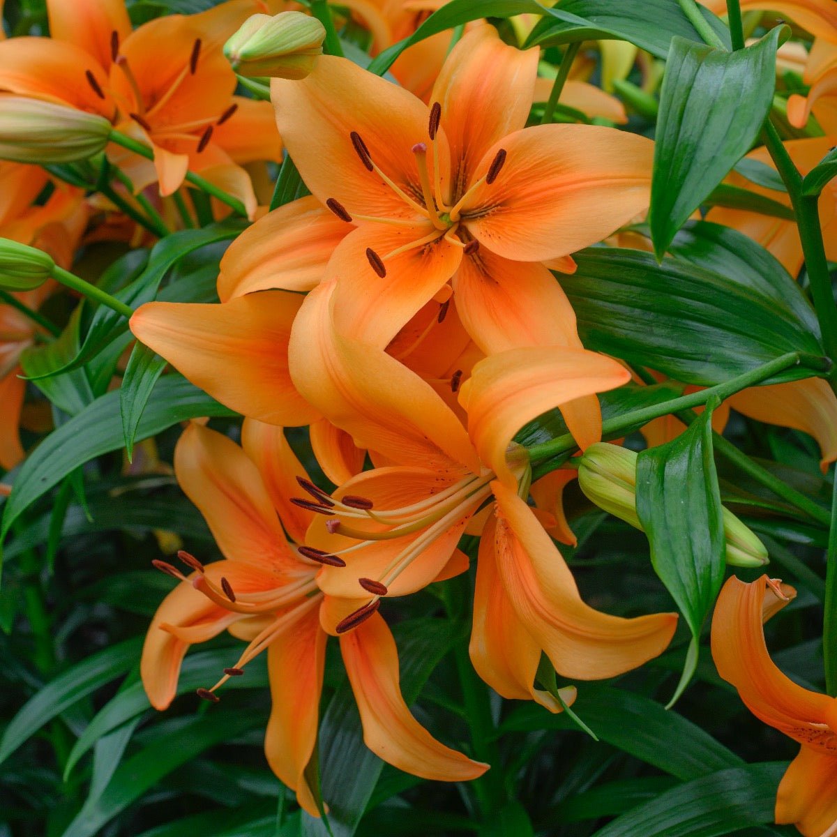 Lilium Sunset Boulevard (OAO) - oranje lelie - Fluwel