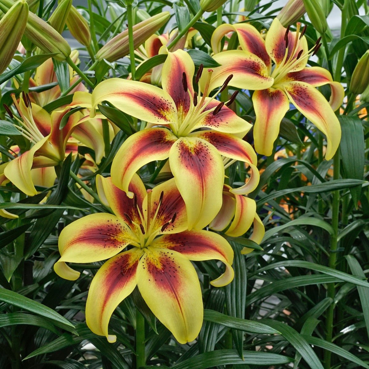 Lilium Viva la Vida (OAO) - meerkleurige lelie - Fluwel