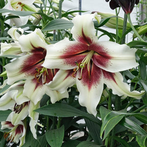 Lilium Zeba - Lilies - Fluwel