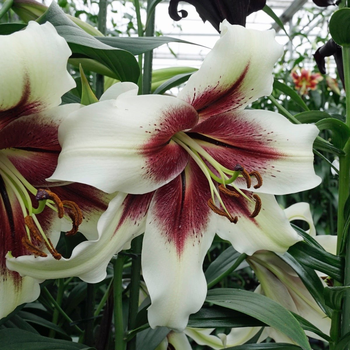 Lilium Zeba - Lilies - Fluwel