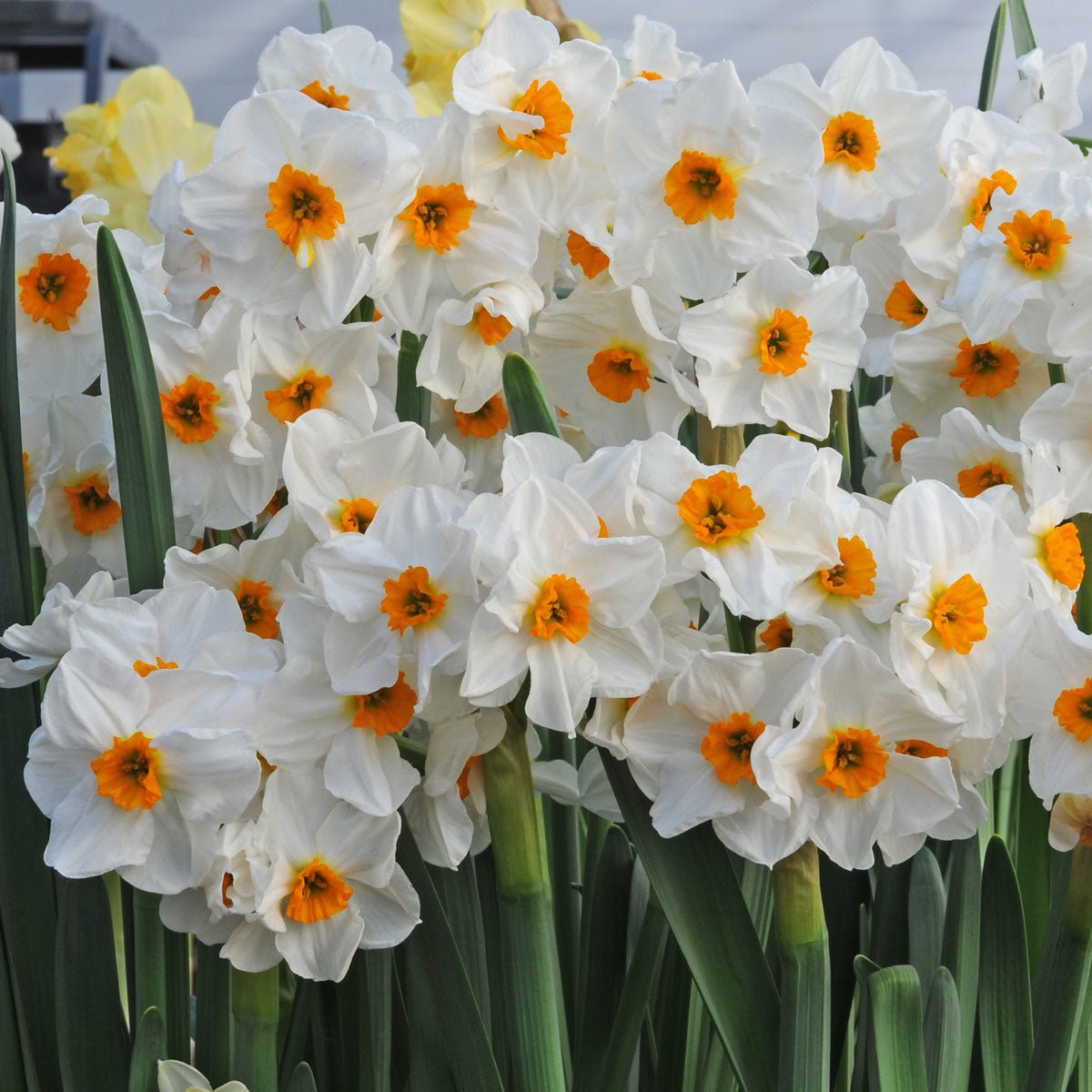 L'innocence - Special Narcissus - Fluwel