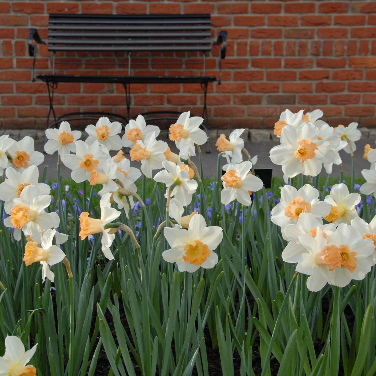 Louise de Coligny - Large-cupped narcis - Fluwel