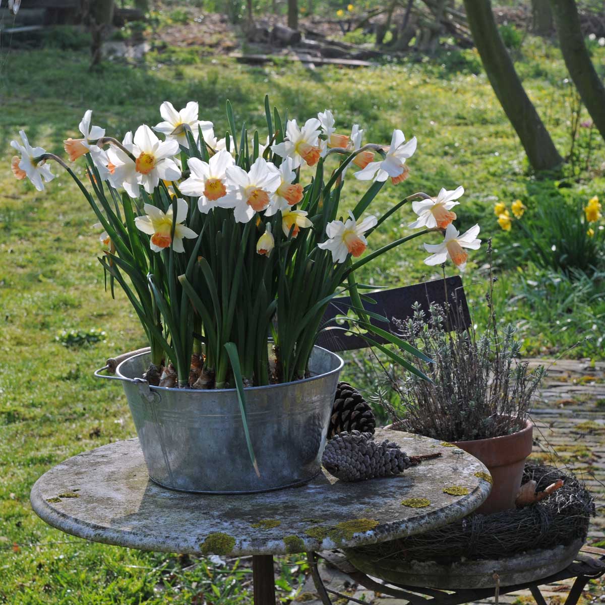 Louise de Coligny - Narcissus - Fluwel
