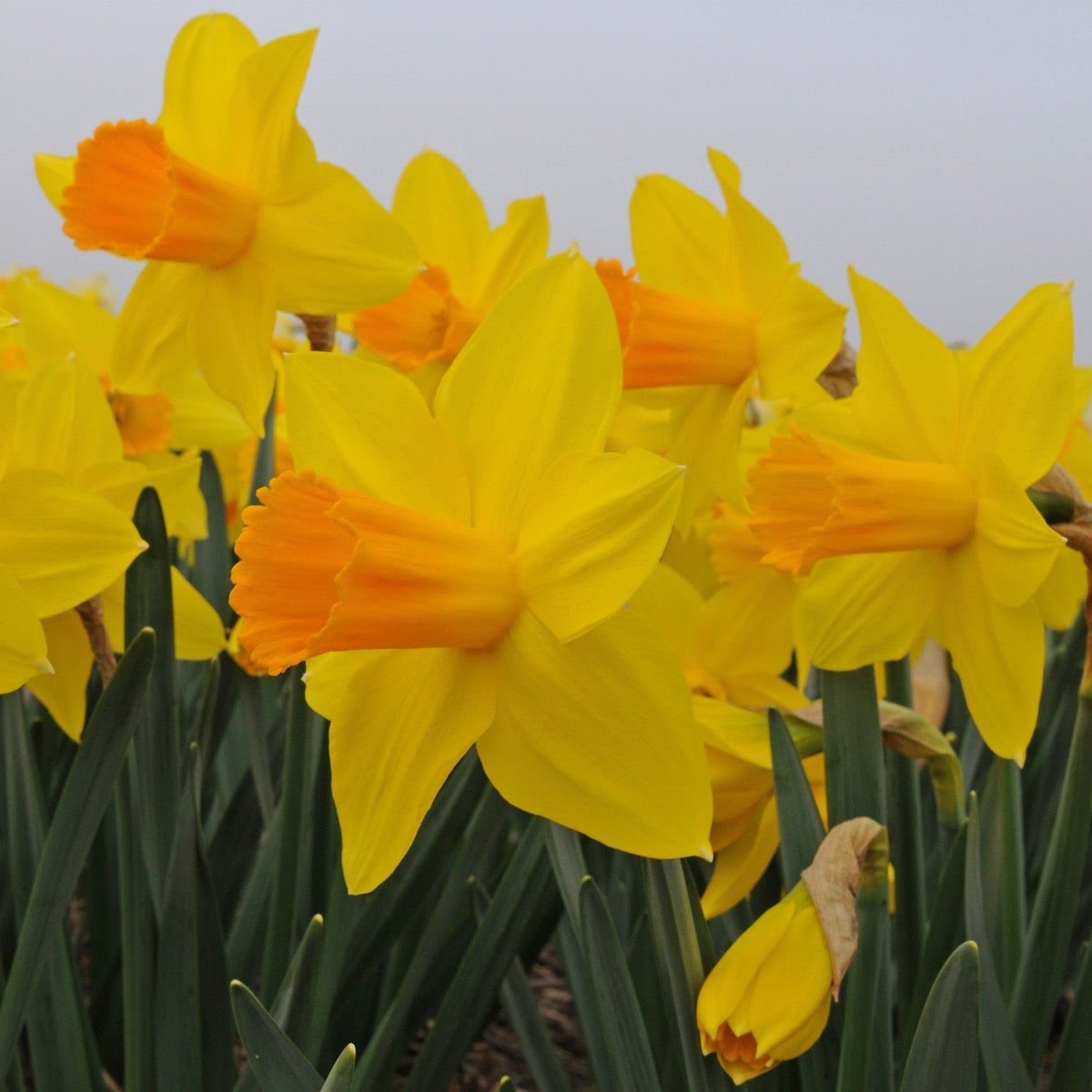 Loving Her - Special Narcissus - Fluwel