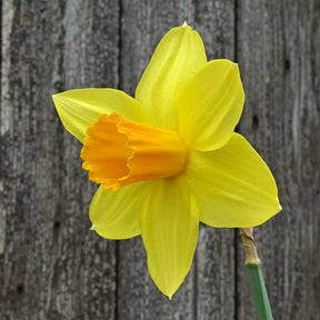 Loving Her - Special Narcissus - Fluwel