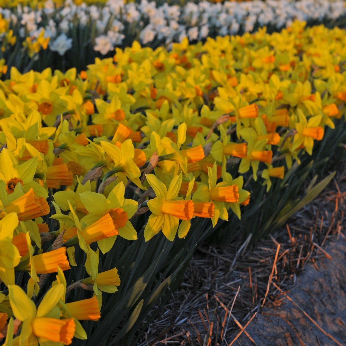 Loving Her - Special Narcissus - Fluwel