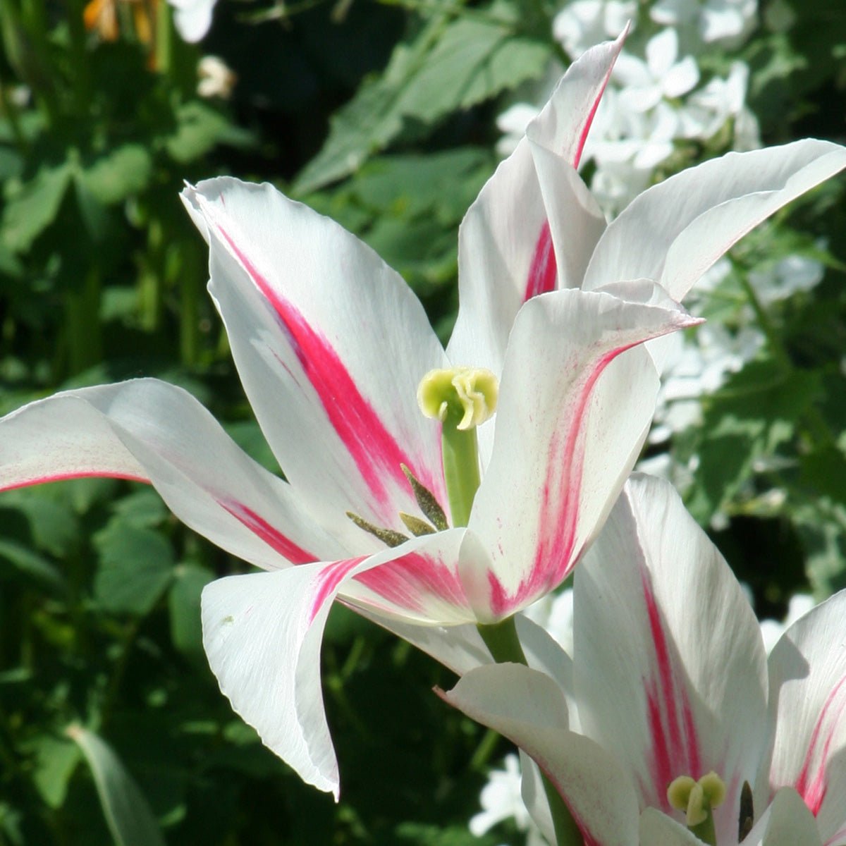 Marilyn - Tulips - Fluwel