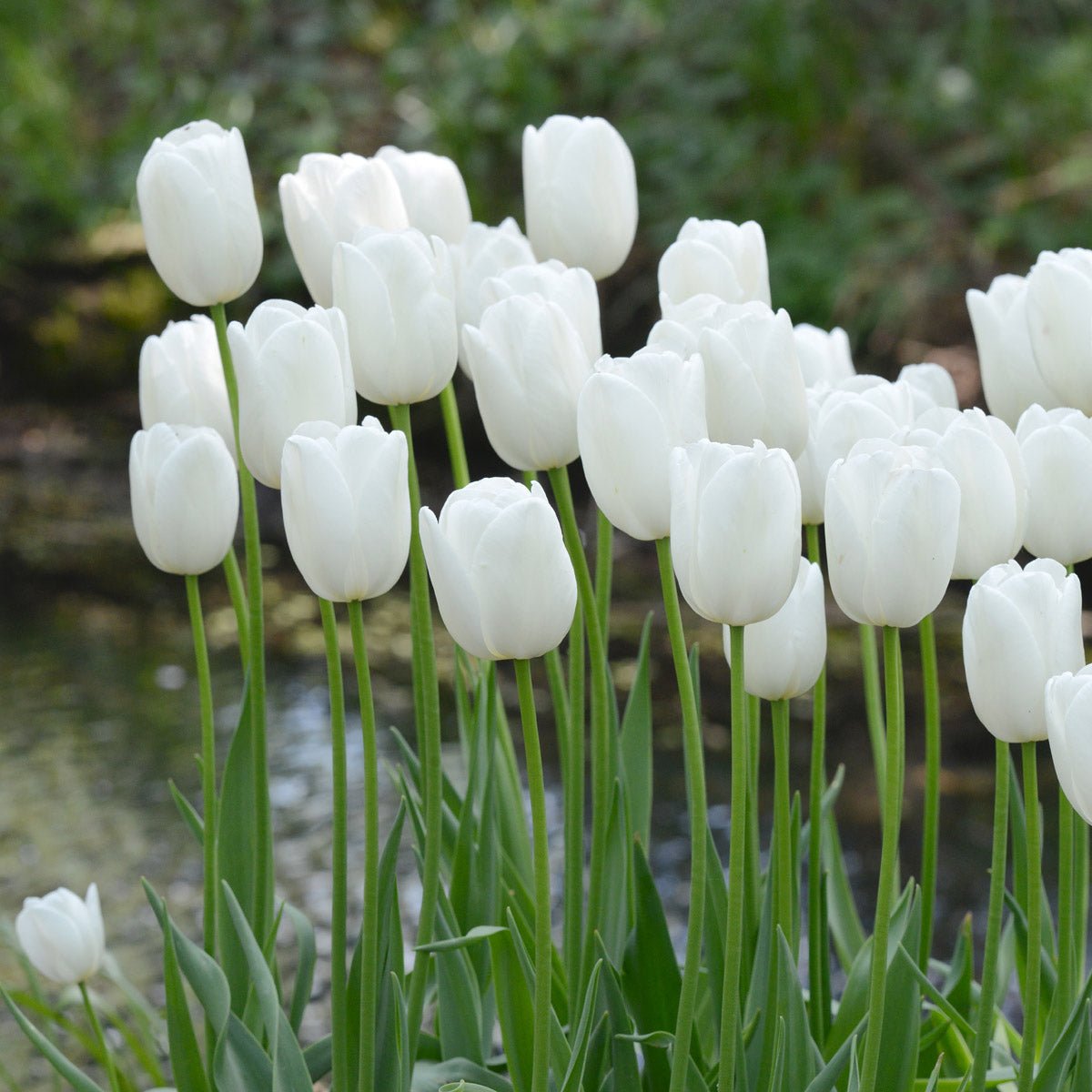 Maureen - Tulips - Fluwel