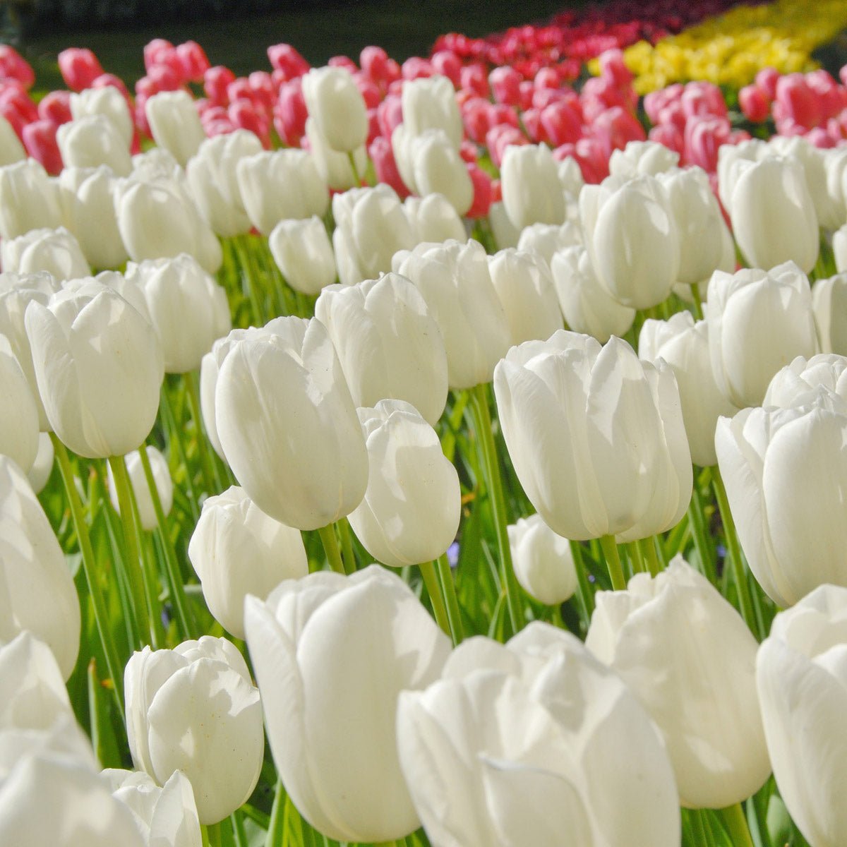 Maureen - Tulips - Fluwel