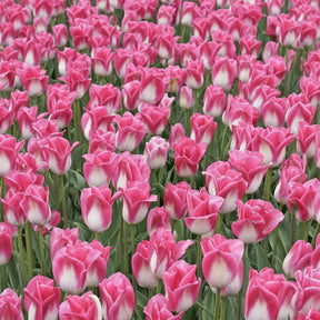 Memphis - Tulips - Fluwel