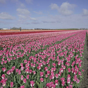 Memphis - Tulips - Fluwel