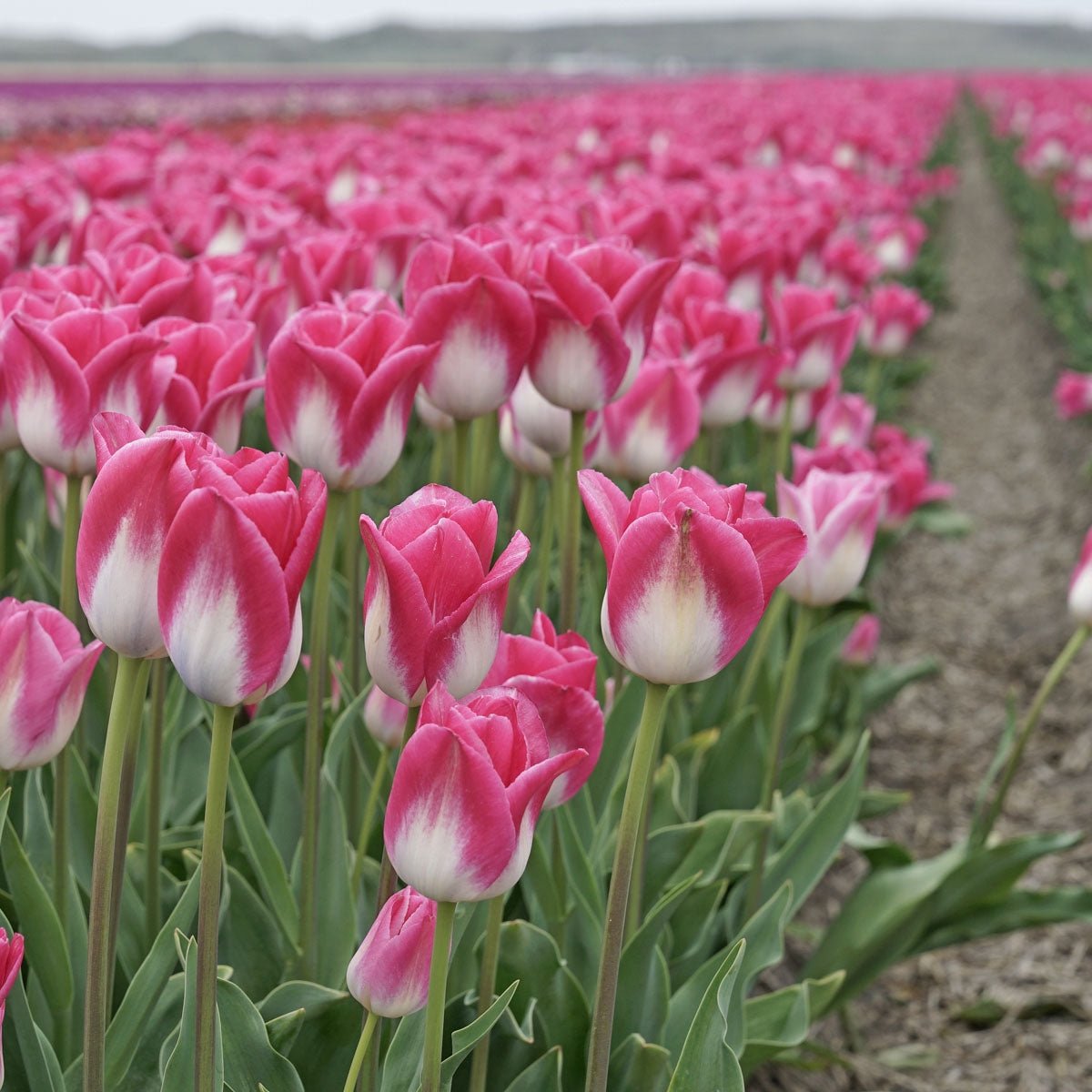 Memphis - Tulips - Fluwel