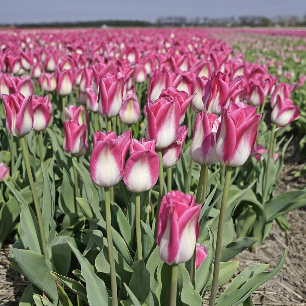 Memphis - Tulips - Fluwel